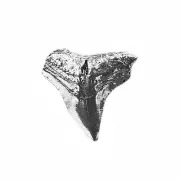 Shark Tooth Lapel Pin - QHG1