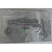 在飛比找蝦皮購物優惠-金牛礦晶 『(真品) 古生代-99#-貴州龍化石』vqq-1