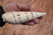 DISPLAY SHELLS, TEREBRA MACULATA, Shell Collections, Gift For Mom SS-469