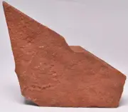 HORODYSKIA Mesoproterozoic 1.4 B.Y.O, AUSTRALIAN FOSSIL F29