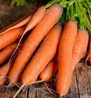 Carrot - All Seasons 300+ Seeds Vegetable Garden Autumn Winter Spring