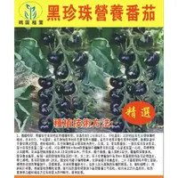 在飛比找蝦皮購物優惠-黑珍珠營養番茄種子 黑番茄種子 特色櫻桃番茄西紅柿 盆栽蔬菜