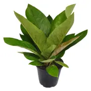 125mm Cardboard Plant - Anthurium jenmanii