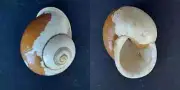 #E200 Helicidae Cochlostyla Cinerascens Philippines, 51.1mm land snail shell