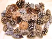 38 BABY Pine cones, flowers, slices, zinnia daisy pieces for crafts, wreaths