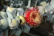 Eucalyptus macrocarpa 10 Seeds - Australian Bush Rose