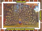 METAL SIGN - Florida Postcard - A Prize Peacock Shows Himself Off at the St. Au