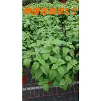 在飛比找蝦皮購物優惠-北鳥教材  香蜂草 Melissa/Lemon balm