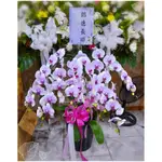 桃園市花店/蘭花專賣店【GTCO726】7株(A+)白花紅心蝴蝶蘭/高筒盆~懿德長昭~追思蘭花盆景