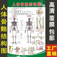 在飛比找蝦皮購物優惠-3.22 人體穴位圖 人體骨骼結構圖大掛圖結構人體肌肉解剖圖