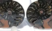 1514 RARE 1in100 BLACK Ammonite PAIR Deep Crystals 110myo FOSSIL LRG 130mm 5.1"