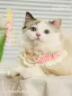 【優選百貨】貓咪圍脖寵物圍巾布偶貓裝飾品狗狗貓貓針織小貓可愛配飾貓咪項圈