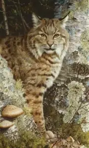 Carl Brenders - Forest Sentinel - Bobcat - S/N Canvas Giclee Signed MINT 28x17