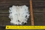 Natural White Chicken Breast Patch Piece Feathers ... on Skin, Rounded Feathers