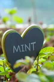Sprout Garden Hearts--ANN-52051-G