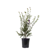 200mm Camellia Transnokoensis - Camellia sasanqua