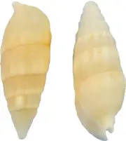 White Cerithium Craft Shells Bulk Seashells Bag of Sea Shells 1.5" (1 Gallon)