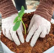 Coco Coir Coco Peat COMPOST HYDROPONIC GROWING SUBSTRATE MEDIA NATURAL ORGANIC