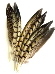6pcs 16-20cm Natural Genuine Lady Amherst Pheasant Feathers DIY Craft Millinery
