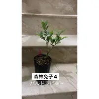 在飛比找蝦皮購物優惠-藍莓扦插苗 森林兔子（3.5吋深盆）兔眼