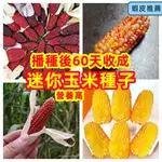 🔥✨蝦皮熱銷【開發票】收据【拇指玉米種子】香糯拇指小玉米種 草莓玉米菠蘿玉米奶油水果玉米紫糯拇指玉米西雙版納迷你小玉米