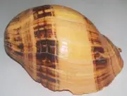 190 mm ORIGINAL LIP FREAK Melo Melo Volute Seashell Racha Island Phuket Thailand