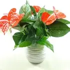 Anthurium, Green Potted Anthurium Flowers Indoor Green Plants Balcony Office Des