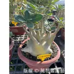 ★萬花叢園藝★多肉植物【特殊阿拉伯沙漠玫瑰(綠葉/斑葉)】★8吋盆★高約15~30CM(超取限一盆)