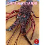 🐉鮮龍水產🐉澳洲水姑娘龍蝦/活凍龍蝦