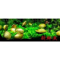 在飛比找蝦皮購物優惠-~新鮮魚水族館~珠蚌 / 河蚌 一顆30元 擬真模型 天然淨