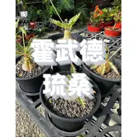 在飛比找蝦皮購物優惠-霍武德琉桑 3吋盆 塊根/塊莖/多肉植物/仙人掌/龍舌蘭/潮