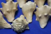 Seashell Tabletop Centerpiece Crafts Medium Conch Shells, 3 to 4 inch, SS-110