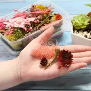 Preserved Dried Flower Box for Resin Art Candle Making and Crafts