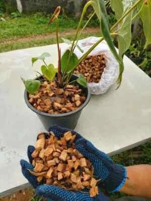 Coconut Husk Organic Chips Growing Orchids Fiber Anthurium Natural Media Dry