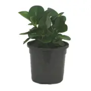 120mm Baby Rubber Plant - Peperomia obtusifolia Jade