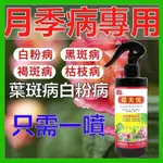 【正品保證】月季花 黃葉 黑斑 白粉 蘭花 薔薇花 月季 黑斑 白粉 銹病 專用 葉麵肥 殺菌劑 肥料