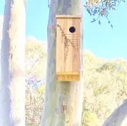 Lorikeet Solid Wood Nest Box Laser Engraved High Quality