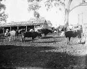Mount Alexandra District Victoria 1894 - Cattle in a farmyard. The- Old Photo