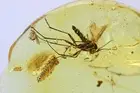 Thrips Thysanoptera Fungus gnat Mycetophilidae and Plant Baltic amber #10321