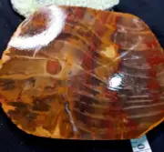 STUNNING Lap Slab or display piece, Petrified Wood, Chinchilla, QLD, Aust