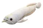 Takeoff Silver Arowana Real Cute Fish Series