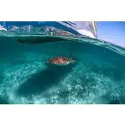 Save 15.00%! Half Day Tour: Turtles Encounter in Akumal Beach