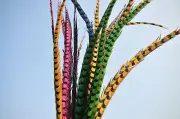 Pheasant Ring Neck Side Tail 14-16 inch 12 Pieces Assorted Colors (GA,USA)