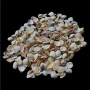 Brown Clam Shells Natural Sea Shell approx. 620 pcs 1 Pound
