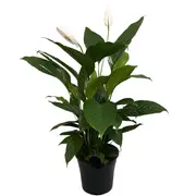 250mm Stephanie Peace Lily - Spathiphyllum hybrida