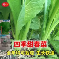 在飛比找蝦皮購物優惠-大葉春菜種子 老品種春芥菜種子 菜籽盆栽蔬菜種孑四季甜春菜