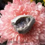 【土桑展精選寶物】水光晶簇貝殼化石200704-11 (珠寶等級)