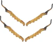 WHAMVOX 4pcs Cordyceps Physiology Model Asian Medicine Store Props Chinese Herb Shop Furnishings