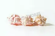 Pink Murex Phyllonotus erythrostomu Hermit Crab Sea Shell 3 1/2- 4"(3 pcs)#JC-41