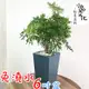 【現貨】【小品文化】羽葉福祿桐 6吋磚紋免澆水盆栽 觀葉植物 室內植物 喜氣植物 創意花盆 開店送禮 居家辦公盆花